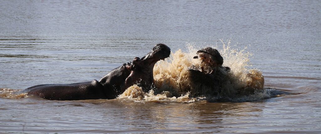 neushoorns zuid-afrika