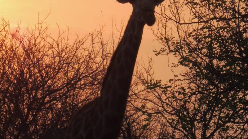 giraffe tijdens zuid-afrika reis